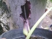 Typhonium giganteum